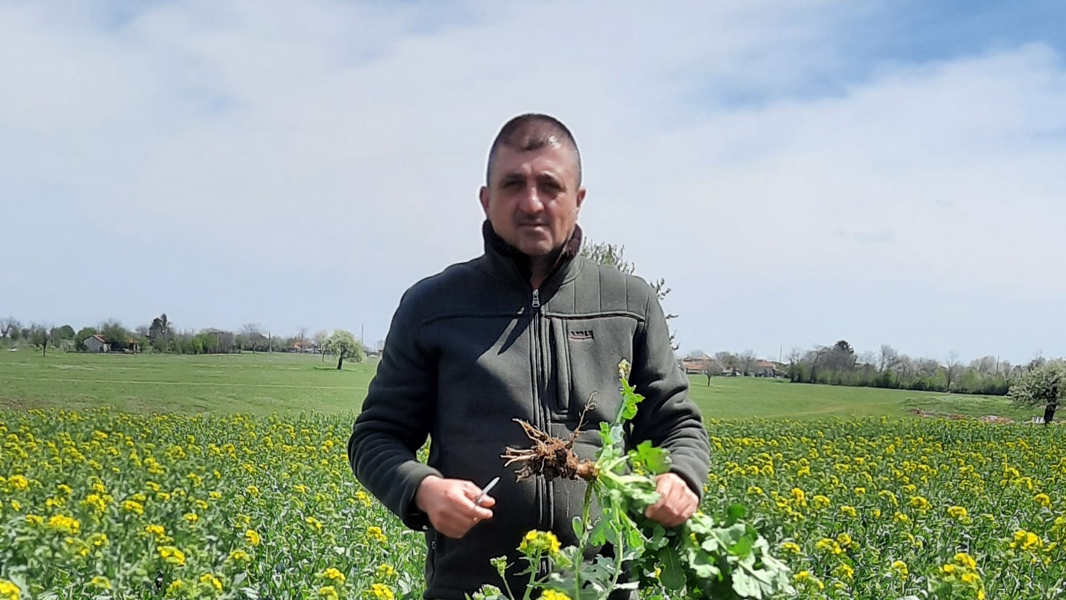 Биостимулатори при растенията: механизъм на действие, правилно приложение и реалистични очаквания